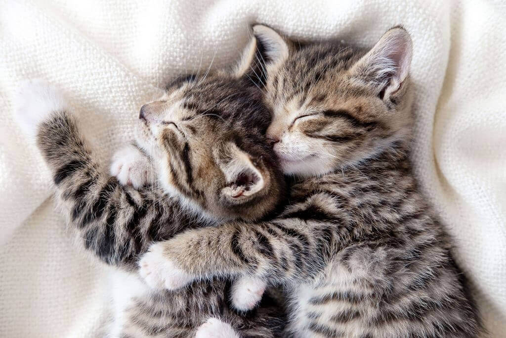 Katzen - Kissen & Decken