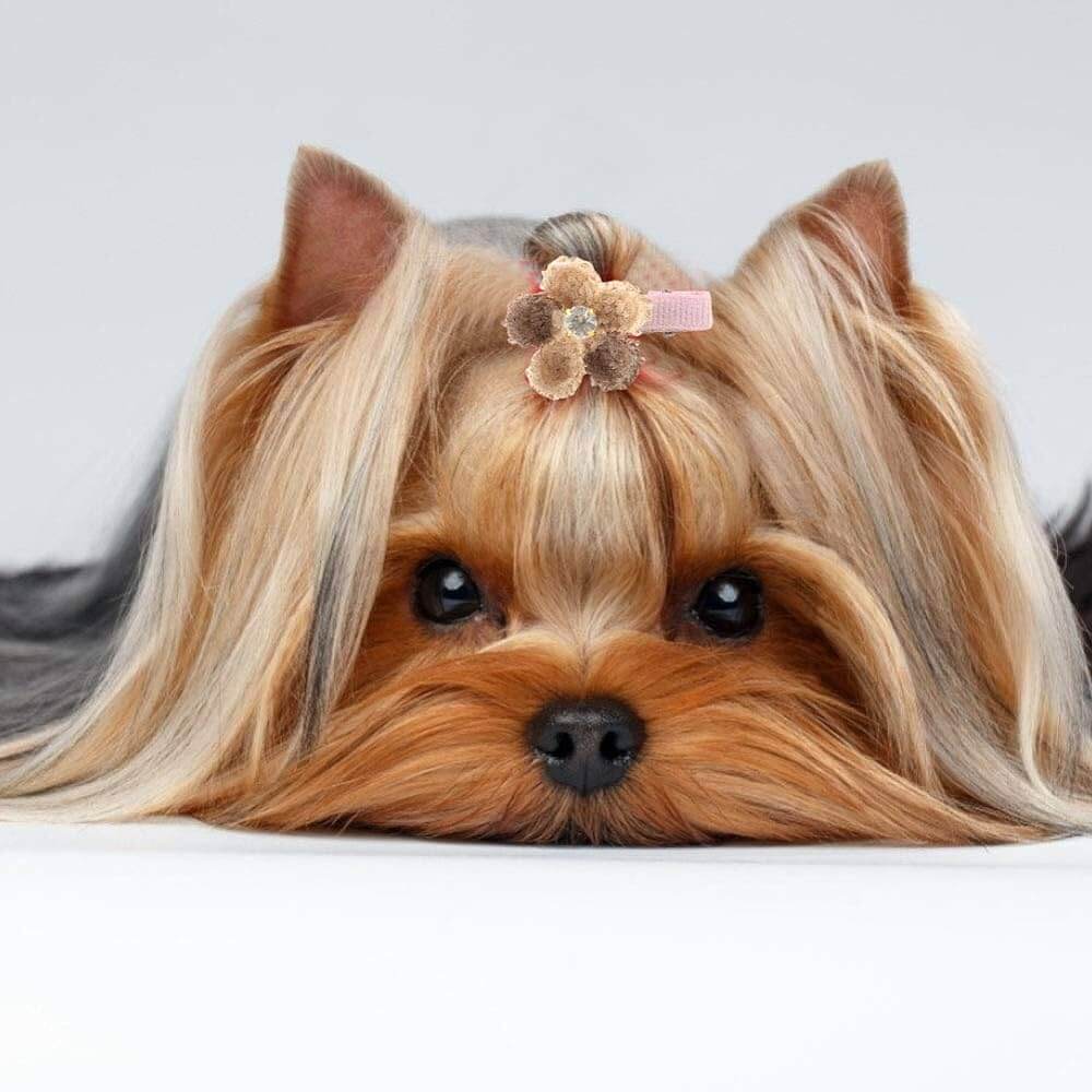 Hunde - Accessoires