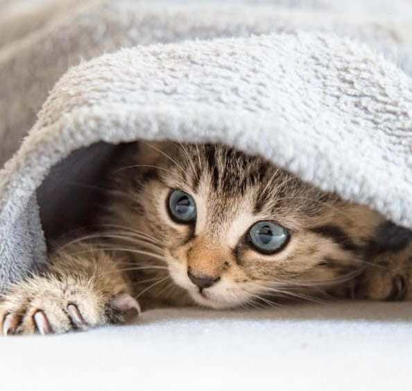 Katzen - Pflege