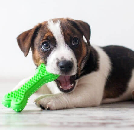 Hunde - Spielzeug