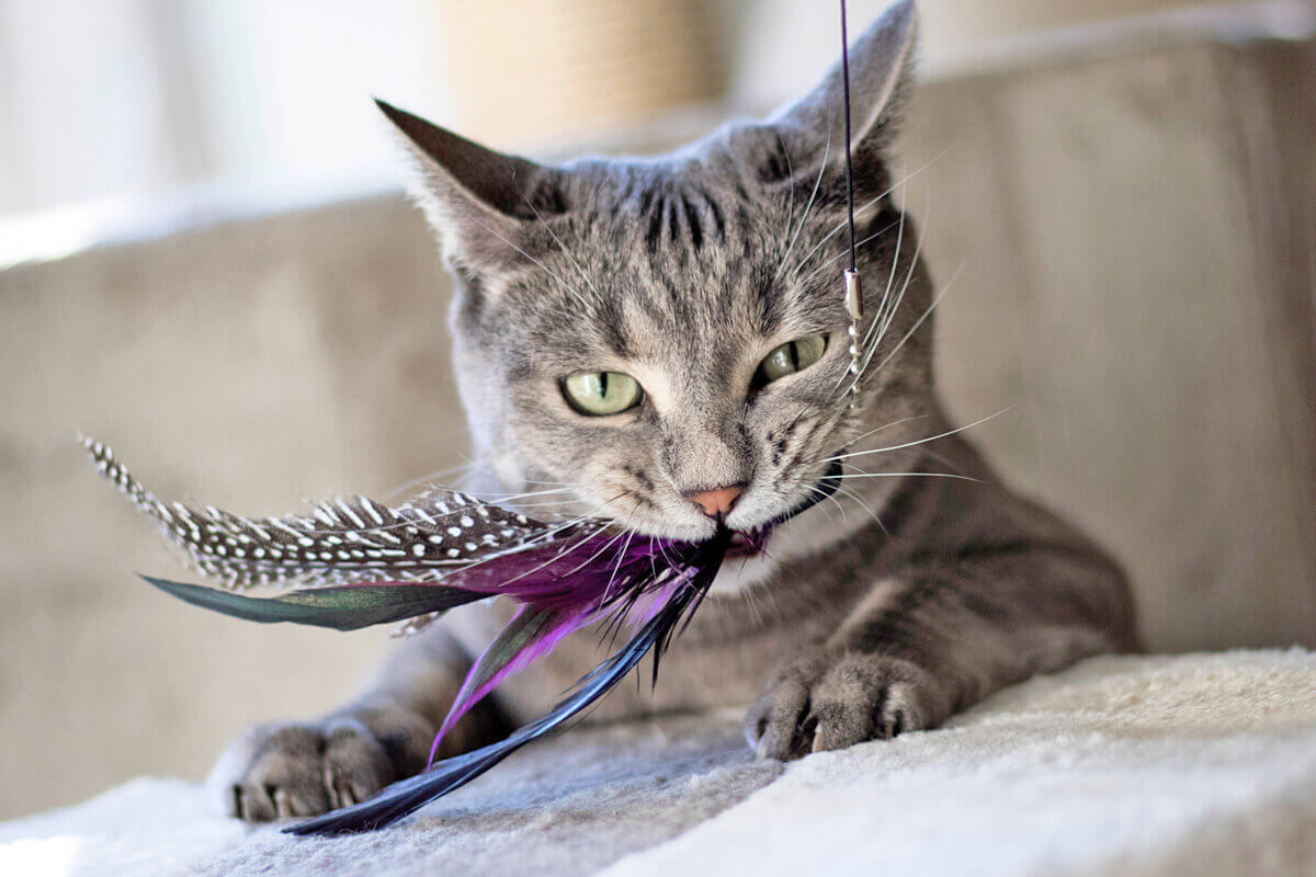 Katzen - Spielzeug
