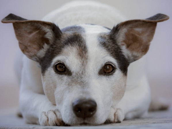 Hunde - Pflege