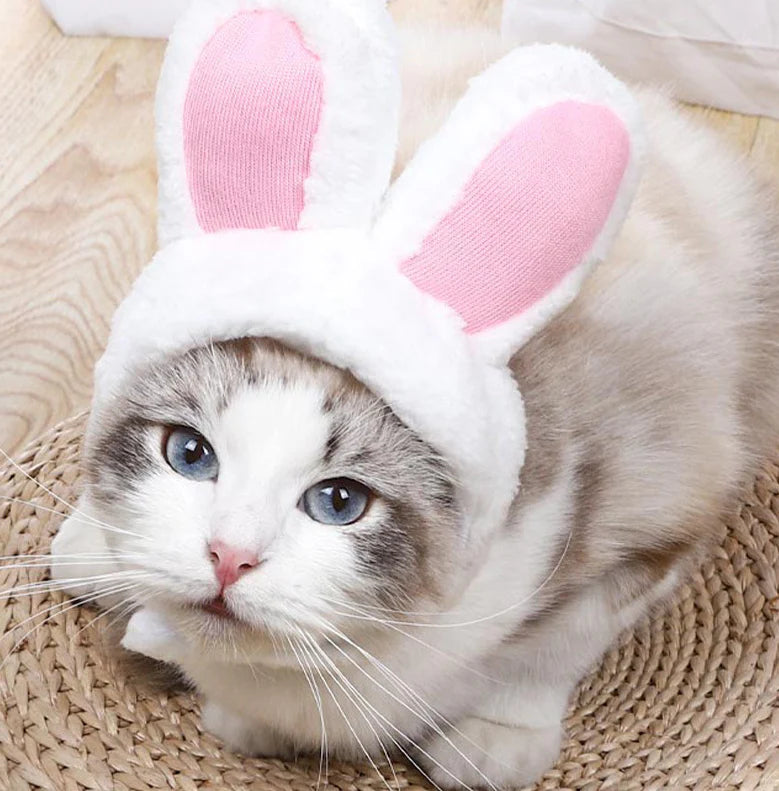 Katzen - Accessoires