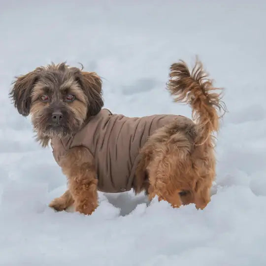 Hunde - Bekleidung