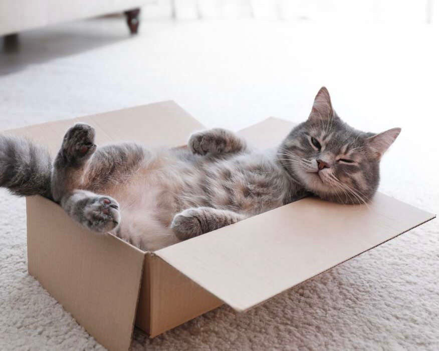 Katzen - Transport